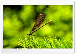 Pretty Dragonfly Ultra HD Wallpaper for 4K UHD Widescreen desktop, tablet & smartphone