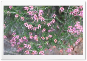 Pretty Flower Ultra HD Wallpaper for 4K UHD Widescreen desktop, tablet & smartphone