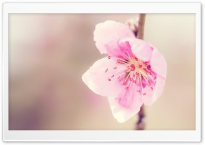 Pretty Pink Flower Ultra HD Wallpaper for 4K UHD Widescreen desktop, tablet & smartphone
