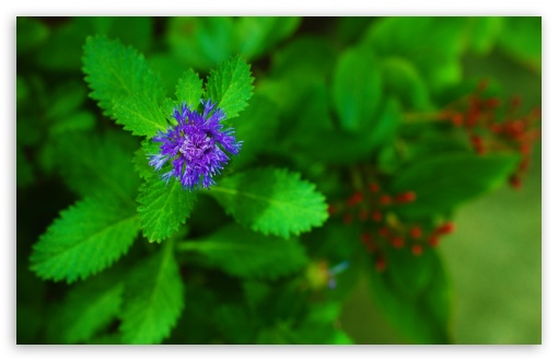 Pretty Purple Flower Ultra HD Desktop Background Wallpaper for 4K UHD