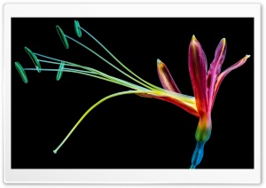 Pretty Rainbow Flower Ultra HD Wallpaper for 4K UHD Widescreen desktop, tablet & smartphone
