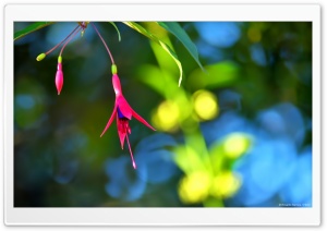 Princess Earrings Flower Ultra HD Wallpaper for 4K UHD Widescreen desktop, tablet & smartphone