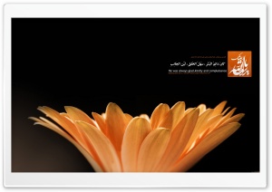 Prophet Flower Ultra HD Wallpaper for 4K UHD Widescreen desktop, tablet & smartphone