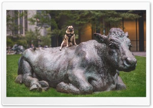 Pug Dog Posing Ultra HD Wallpaper for 4K UHD Widescreen desktop, tablet & smartphone