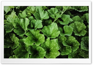 Pumkin Leaves Ultra HD Wallpaper for 4K UHD Widescreen desktop, tablet & smartphone