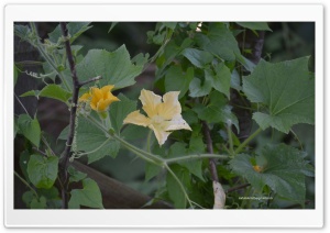 Pumpkin Flowers Ultra HD Wallpaper for 4K UHD Widescreen desktop, tablet & smartphone