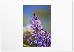 purple Ultra HD Wallpaper for 4K UHD Widescreen desktop, tablet & smartphone