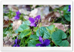 Purple Ultra HD Wallpaper for 4K UHD Widescreen desktop, tablet & smartphone
