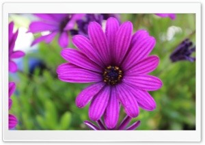 PURPLE Ultra HD Wallpaper for 4K UHD Widescreen desktop, tablet & smartphone