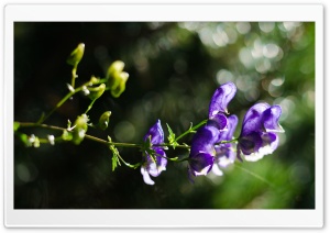 Purple Aconite Flower Bokeh Ultra HD Wallpaper for 4K UHD Widescreen desktop, tablet & smartphone