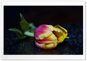 Purple and Yellow Tulip Ultra HD Wallpaper for 4K UHD Widescreen desktop, tablet & smartphone