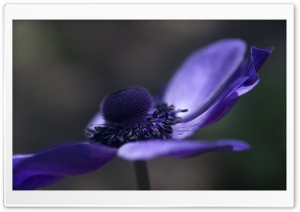 Purple Anemone Flower Ultra HD Wallpaper for 4K UHD Widescreen desktop, tablet & smartphone