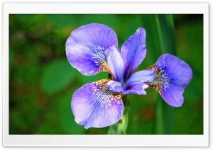 Purple Bloom Ultra HD Wallpaper for 4K UHD Widescreen desktop, tablet & smartphone