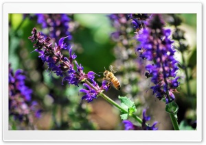 Purple Blooms and Bee Ultra HD Wallpaper for 4K UHD Widescreen desktop, tablet & smartphone