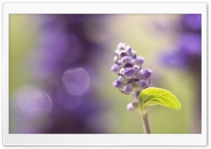 Purple Buds Ultra HD Wallpaper for 4K UHD Widescreen desktop, tablet & smartphone