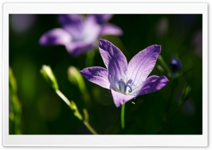 Purple Campanula Flower Ultra HD Wallpaper for 4K UHD Widescreen desktop, tablet & smartphone