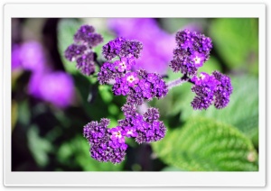 Purple Clusters Ultra HD Wallpaper for 4K UHD Widescreen desktop, tablet & smartphone