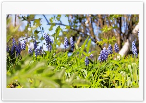 Purple cone flowers Ultra HD Wallpaper for 4K UHD Widescreen desktop, tablet & smartphone