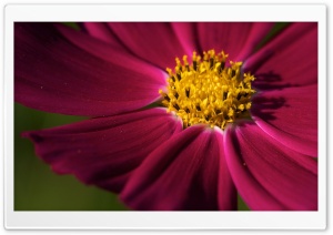 Purple Cosmos Flower Ultra HD Wallpaper for 4K UHD Widescreen desktop, tablet & smartphone