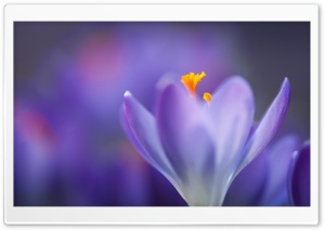 Purple Crocus Flower Macro Ultra HD Wallpaper for 4K UHD Widescreen desktop, tablet & smartphone