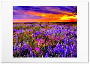 Purple Fields Ultra HD Wallpaper for 4K UHD Widescreen desktop, tablet & smartphone