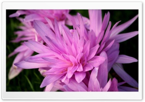 Purple Flow Ultra HD Wallpaper for 4K UHD Widescreen desktop, tablet & smartphone