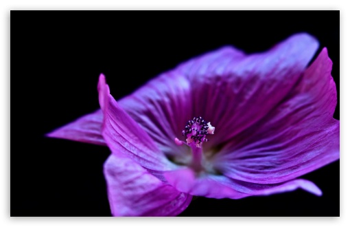 wallpaper purple flowers