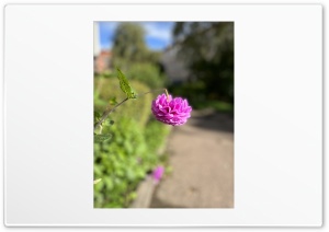 Purple flower Ultra HD Wallpaper for 4K UHD Widescreen desktop, tablet & smartphone