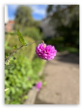 Purple flower UltraHD Wallpaper for iPad 1/2/Mini ; Mobile 4:3 - UXGA XGA SVGA ;