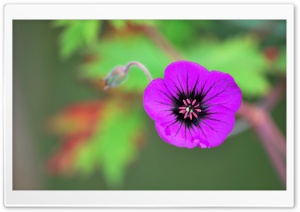 Purple Flower and Friend Ultra HD Wallpaper for 4K UHD Widescreen desktop, tablet & smartphone