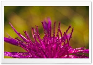 Purple Flower Petals Covered With Water Drops Ultra HD Wallpaper for 4K UHD Widescreen desktop, tablet & smartphone