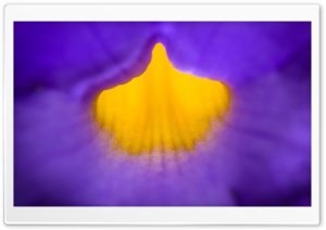 Purple Flower with Yellow Center Ultra HD Wallpaper for 4K UHD Widescreen desktop, tablet & smartphone