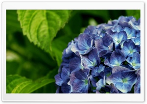 Purple Flowers. Ultra HD Wallpaper for 4K UHD Widescreen desktop, tablet & smartphone