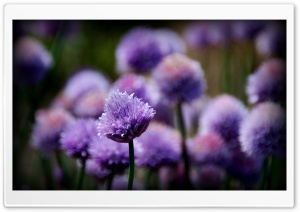 Purple Flowers Ultra HD Wallpaper for 4K UHD Widescreen desktop, tablet & smartphone