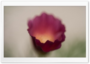Purple Gleam Poppy Ultra HD Wallpaper for 4K UHD Widescreen desktop, tablet & smartphone