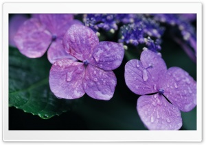Purple Hydrangea Ultra HD Wallpaper for 4K UHD Widescreen desktop, tablet & smartphone