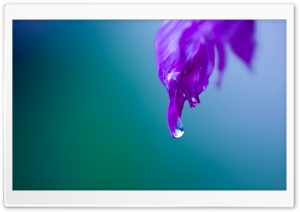 Purple Leaf Macro Ultra HD Wallpaper for 4K UHD Widescreen desktop, tablet & smartphone
