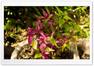 Purple Leaves Ultra HD Wallpaper for 4K UHD Widescreen desktop, tablet & smartphone