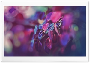 Purple Leaves, Bokeh Ultra HD Wallpaper for 4K UHD Widescreen desktop, tablet & smartphone