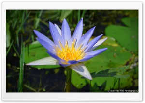 Purple Lily Close Up Ultra HD Wallpaper for 4K UHD Widescreen desktop, tablet & smartphone