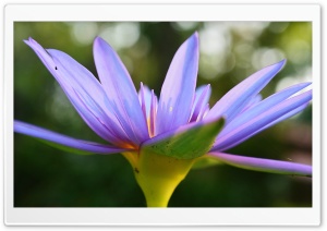 Purple Lotus Ultra HD Wallpaper for 4K UHD Widescreen desktop, tablet & smartphone