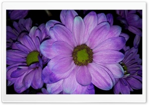 Purple Margaret Ultra HD Wallpaper for 4K UHD Widescreen desktop, tablet & smartphone