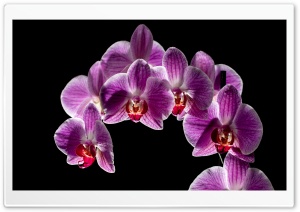 Purple Orchid Flowers Bloom, Black Background Ultra HD Wallpaper for 4K UHD Widescreen desktop, tablet & smartphone