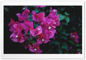 Purple Paperflower Ultra HD Wallpaper for 4K UHD Widescreen desktop, tablet & smartphone
