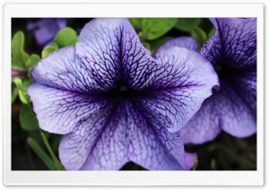 Purple Passion Ultra HD Wallpaper for 4K UHD Widescreen desktop, tablet & smartphone