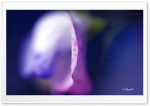 Purple Petal Ultra HD Wallpaper for 4K UHD Widescreen desktop, tablet & smartphone