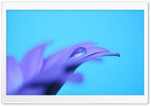 Purple Petals Ultra HD Wallpaper for 4K UHD Widescreen desktop, tablet & smartphone
