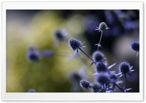 Purple Plant Ultra HD Wallpaper for 4K UHD Widescreen desktop, tablet & smartphone