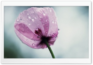 Purple Poppy Ultra HD Wallpaper for 4K UHD Widescreen desktop, tablet & smartphone
