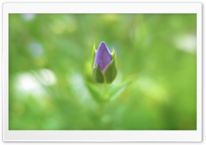 Purple Rose Ultra HD Wallpaper for 4K UHD Widescreen desktop, tablet & smartphone